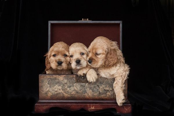 Cocker spaniel puppies in box